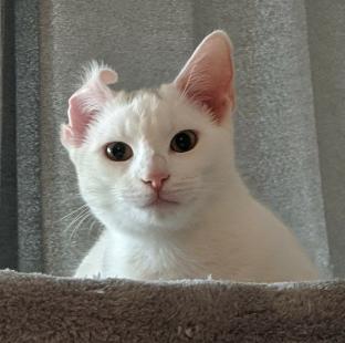 https://cataas.com/cat