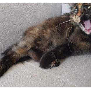 https://cataas.com/cat