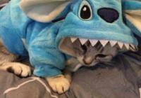 https://cataas.com/cat
