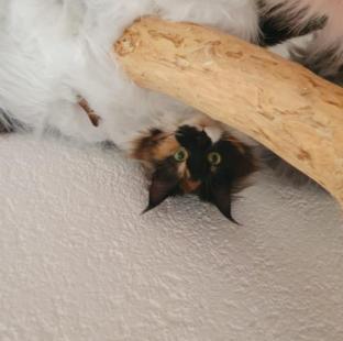 Cat a Call