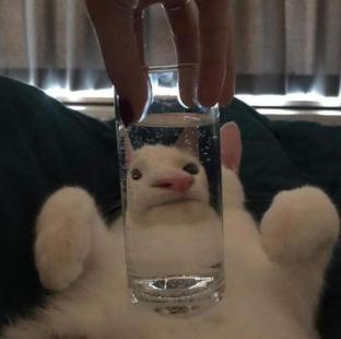 Cat a Call