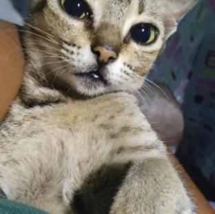 Cat a call