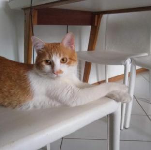 https://cataas.com/cat