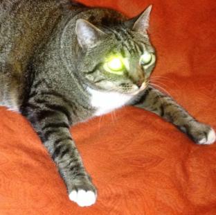 https://cataas.com/cat
