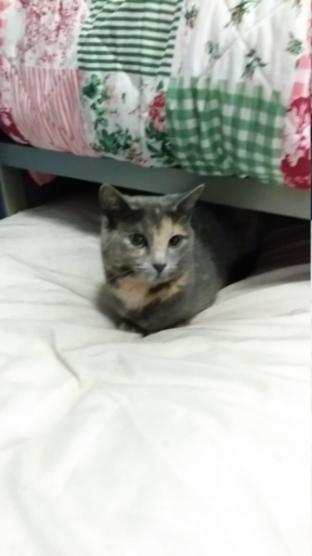 https://cataas.com/cat