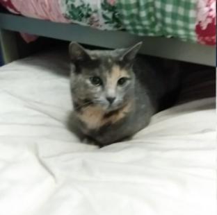 https://cataas.com/cat