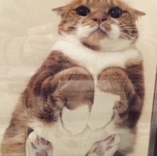 Random Cat